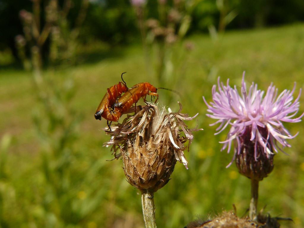 Chrysomelidae Alticino e Rhagonycha fulva (Cantharidae)